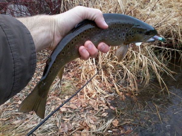 [Image: BridgeBrown.jpg]