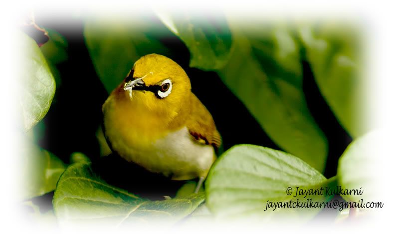 &#2330;&#2359;&#2381;&#2350;&#2375;&#2357;&#2366;&#2354;&#2366;, Oriental White Eye