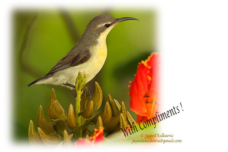 &#2358;&#2367;&#2306;&#2332;&#2368;&#2352;, Sunbird