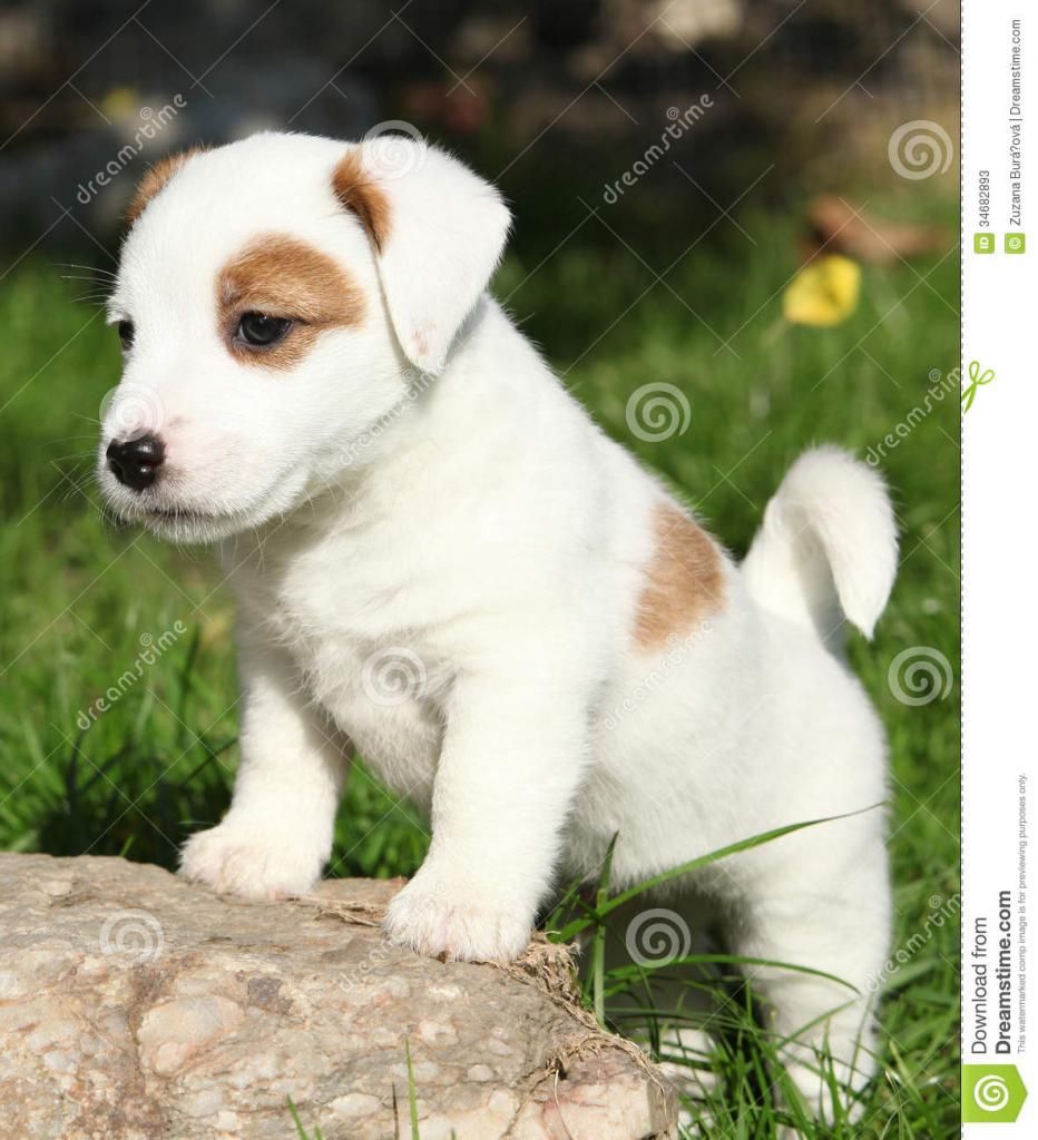  photo JACKadorable-jack-russell-terrier-puppy-standing-garden-34682893_zpsb8944909.jpg