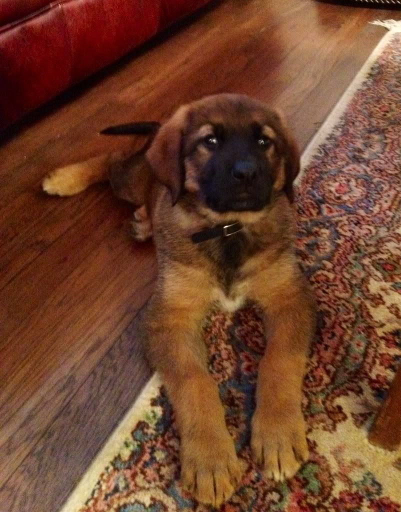 German Shepherd Mastiff Mix German Shepherd Mastiff Mix