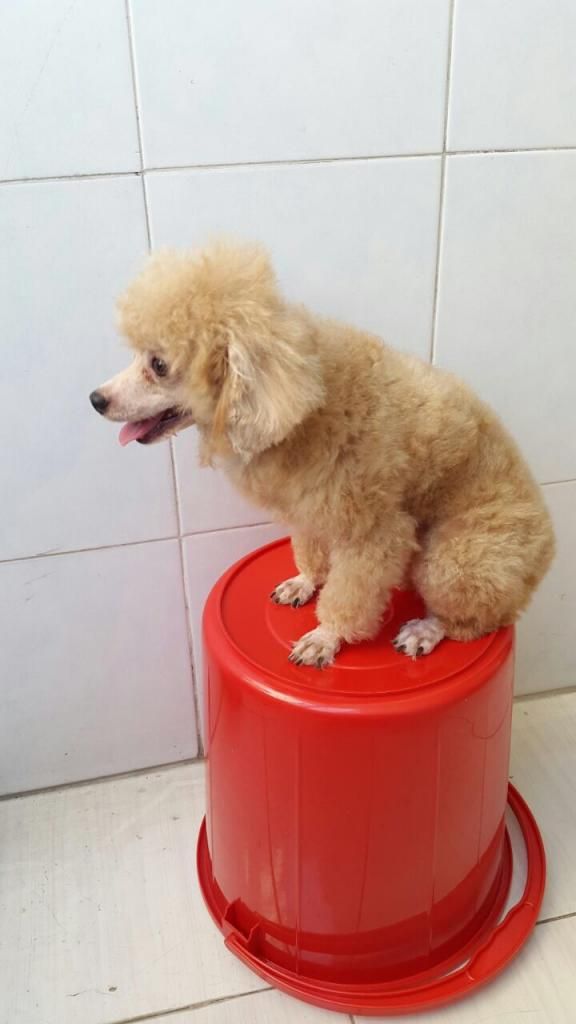HCM Poodle Cái trưởng Thành + Các Poodle Con Nhỏ Yêu