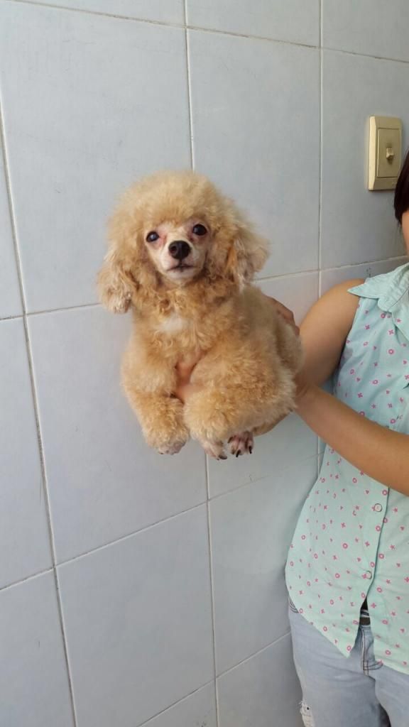 HCM Poodle Cái trưởng Thành + Các Poodle Con Nhỏ Yêu - 1