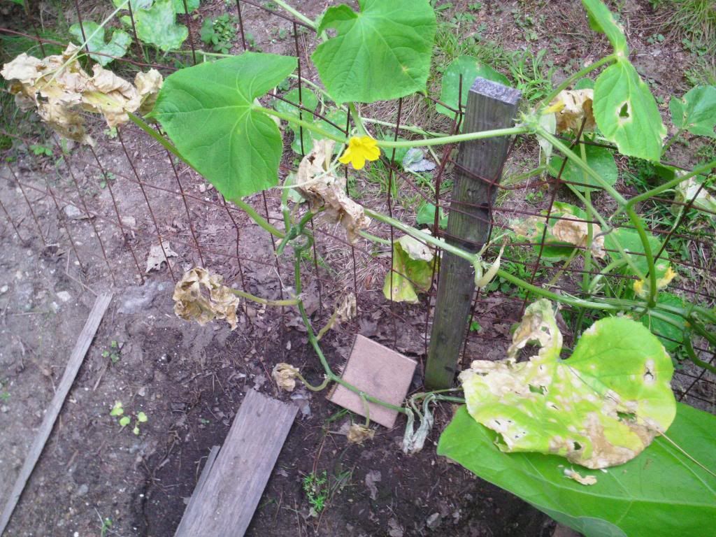 Cucumbers Turning Yellow On The Vine Garden Layout My XXX Hot Girl