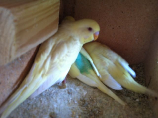 IMG_0412_zps51828515.jpg?t=1381478979