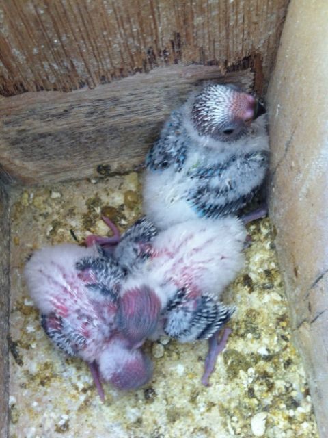 IMG_0417_zps25bf6857.jpg?t=1381478909