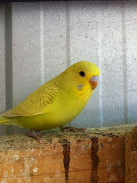 IMG_0421_zps89277bb6.jpg?t=1381479772