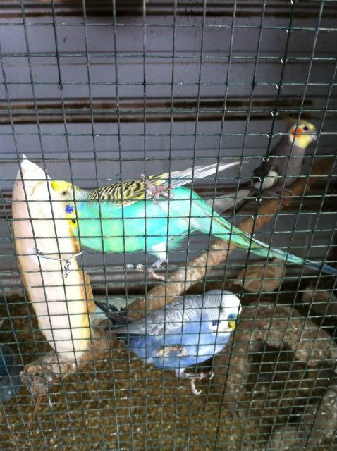 IMG_0816.jpg?t=1341352373