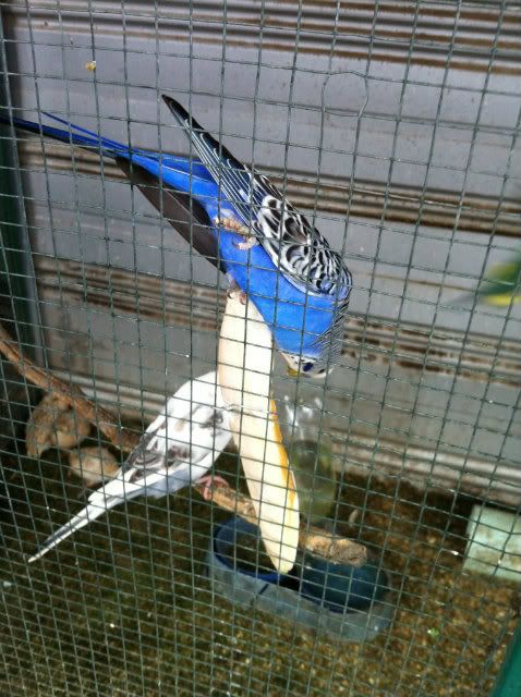 IMG_0817.jpg?t=1341352333