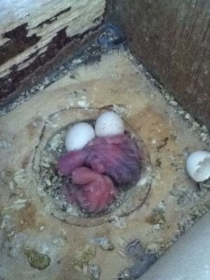 birds003-1.jpg?t=1346999333