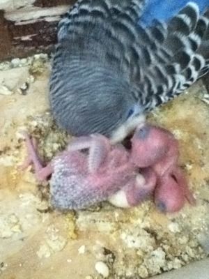 birds009-1.jpg?t=1346999368