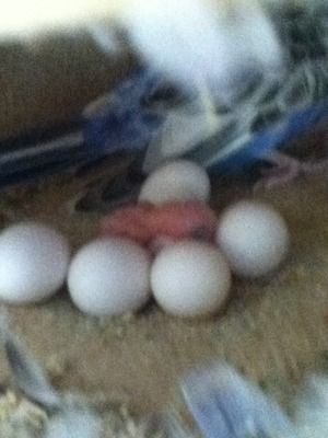 birds012-1.jpg?t=1346999437