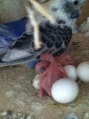 birds016-1.jpg?t=1346999225