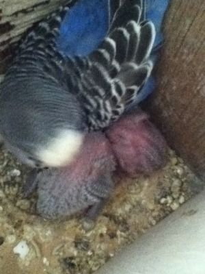 birds019-1.jpg?t=1346999407