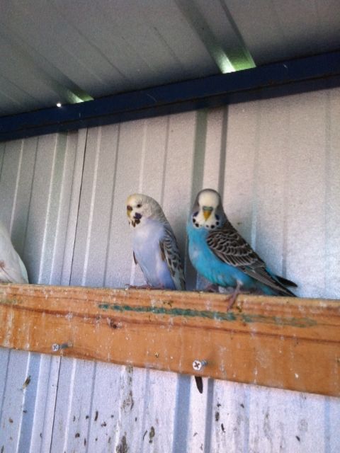 7e89093c-000d-4795-bf3e-8c69122c794d_zps72d983ad.jpg?t=1373172864