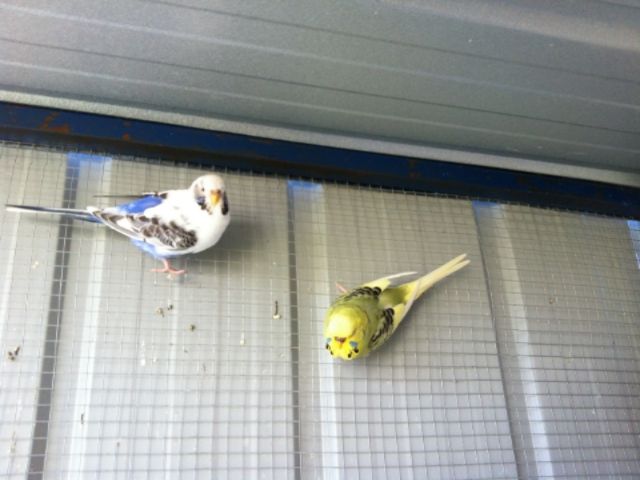 IMG_0071_zps1d82f994.jpg?t=1373086740