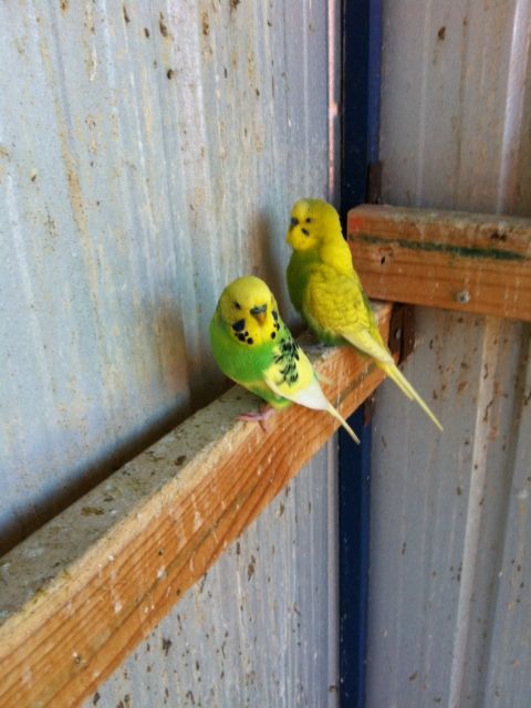 IMG_0074_zps751c9dc5.jpg?t=1373086954