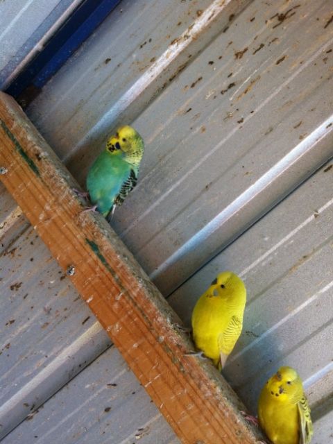 IMG_0075_zpsc3a24669.jpg?t=1373087008