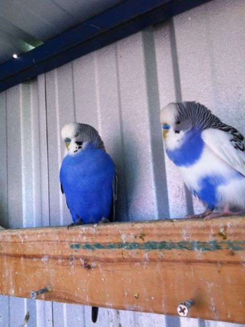 IMG_0076_zps0871b186.jpg?t=1373087115