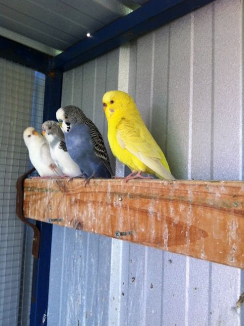 IMG_0077_zps0583d48f.jpg?t=1373087168