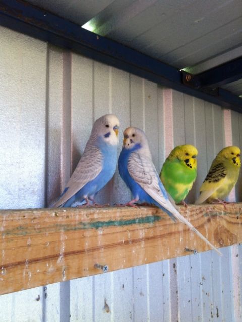 IMG_0080_zps0f064e46.jpg?t=1373087242