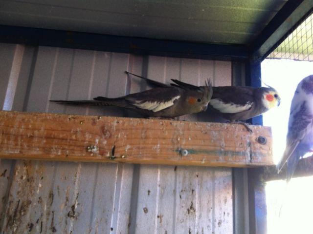 IMG_0081_zps2030794e.jpg?t=1373087457