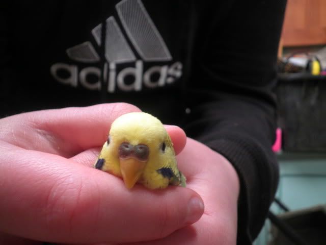 budgies001-1.jpg?t=1341371389