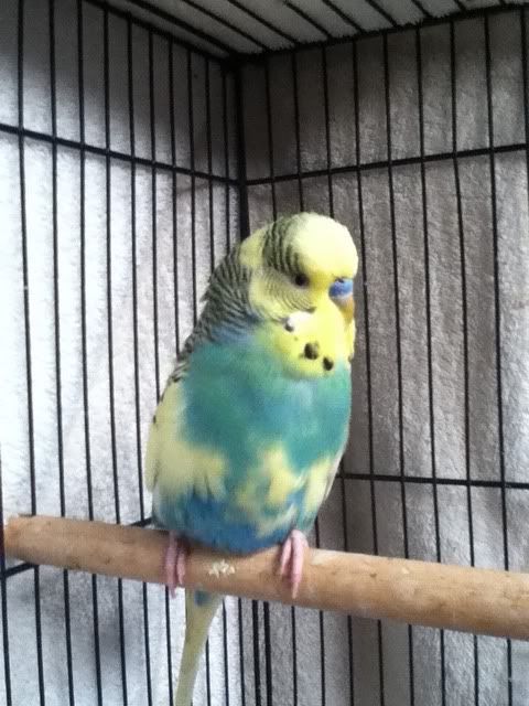 budgies001.jpg?t=1341359052