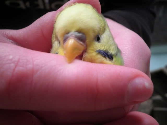 budgies002-1.jpg?t=1341371377