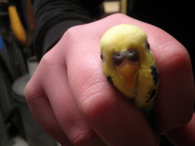 budgies003-1.jpg?t=1341371359