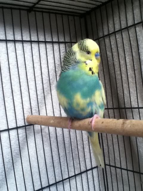 budgies004.jpg?t=1341358996