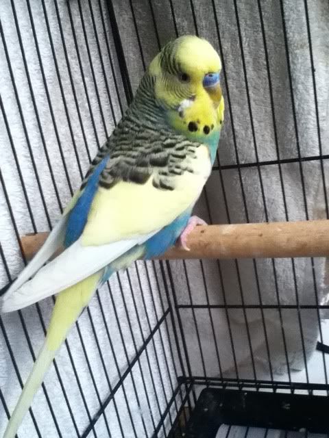 budgies007.jpg?t=1341358942
