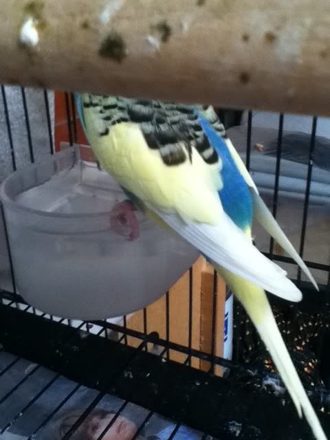 budgies008.jpg?t=1341358930