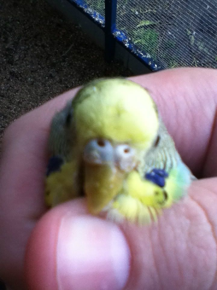 budgies015.jpg?t=1341358857