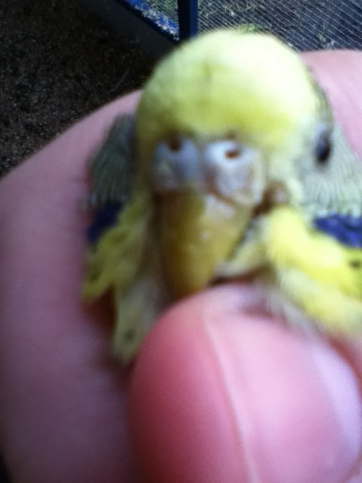 budgies016.jpg?t=1341359785