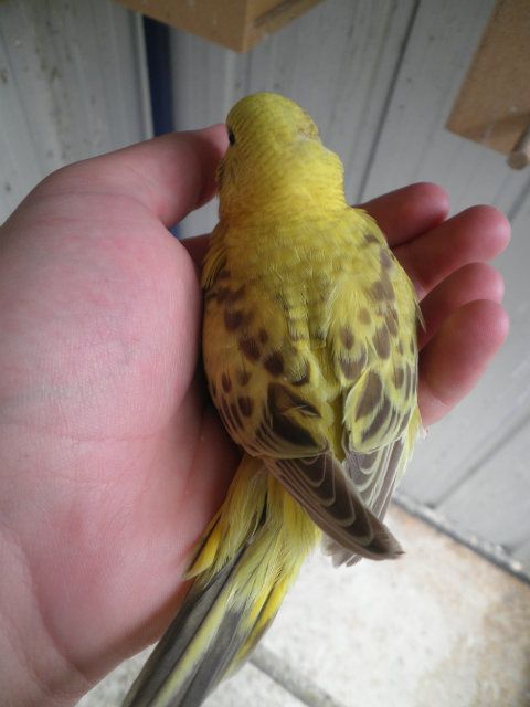 pictures009-2_zps0b9596c4.jpg?t=1355982638