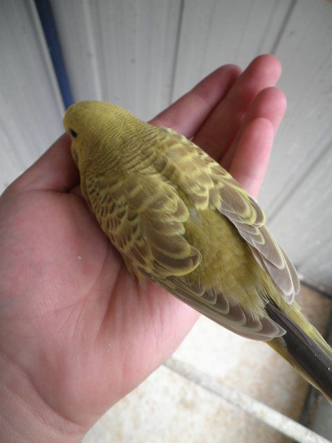 pictures011-1_zpsae0c408b.jpg?t=1355982825