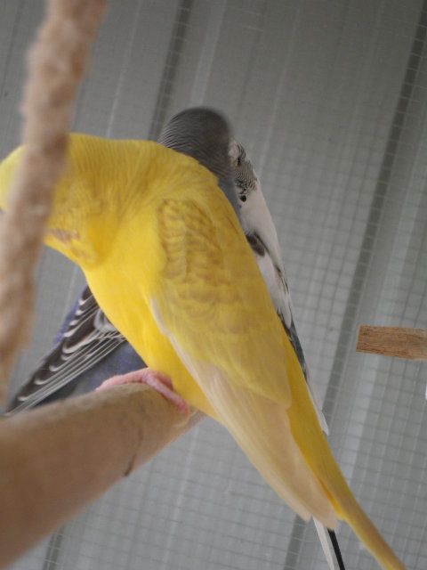 pictures013-1_zps80c7ab75.jpg?t=1355979252