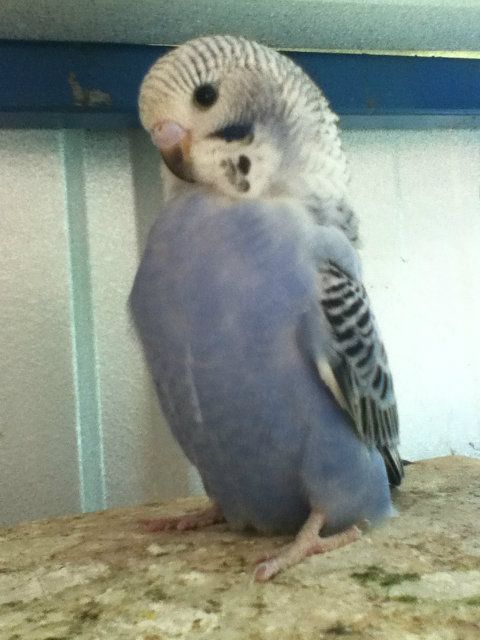 pictures013.jpg?t=1355210015