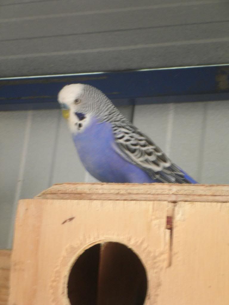 pictures014_zps60dd148c.jpg?t=1355977417