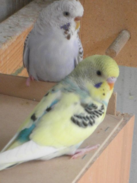 pictures018_zps121d09e2.jpg?t=1355975777