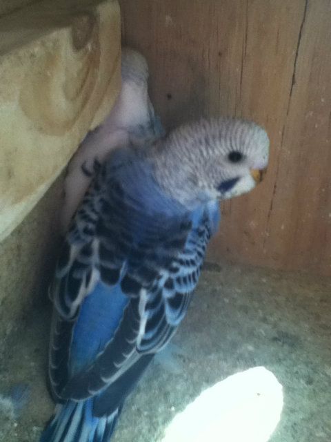 pictures024.jpg?t=1355209635