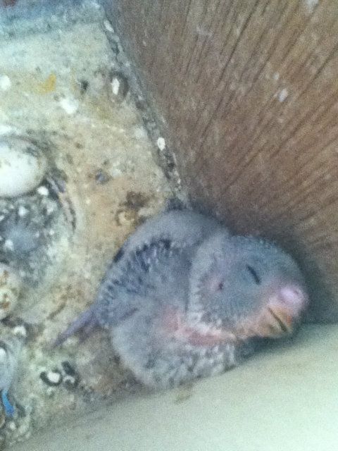 pictures026.jpg?t=1355209475