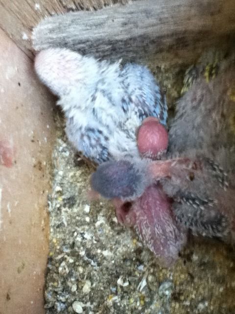 pictures657.jpg?t=1349155454