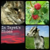In Tayet's Shoes In Tayet's Shoes