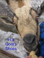 In a Goat's Shoes