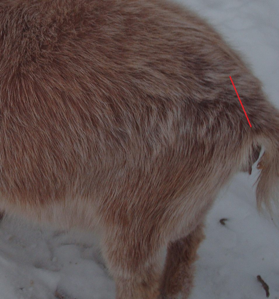 How to find Ligaments The Goat Spot Forum