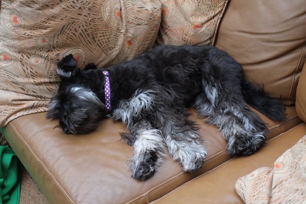 black and silver miniature schnauzer puppies