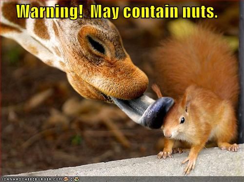 funny-pictures-giraffe-licks-squirrel-nuts1.jpg