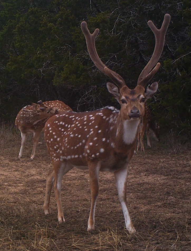 Boerne Area Axis Texas Hunting Forum